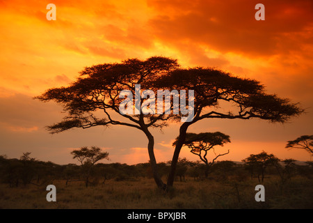 Acacia Tortilis albero nel Parco Nazionale del Serengeti, Tanzania Foto Stock