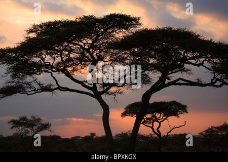 Acacia Tortilis albero nel Parco Nazionale del Serengeti, Tanzania Foto Stock