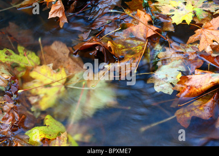 Close-up di un cluster di multi-colore di autunno foglie galleggianti in acqua fluente, creek, river. Foto Stock