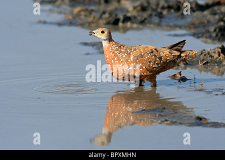 Macchiato o la Burchell sandgrouse (Pterocles burchelli) acqua potabile, Kgalagadi Parco transfrontaliero, Sud Africa Foto Stock