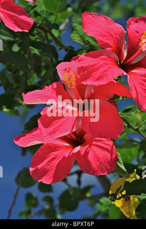 Red Hibiscus (Hibiscus rosa-sinensis) con ciuffo di stami gialli crescente selvatici sull'isola di Praslin nelle Seychelles Foto Stock