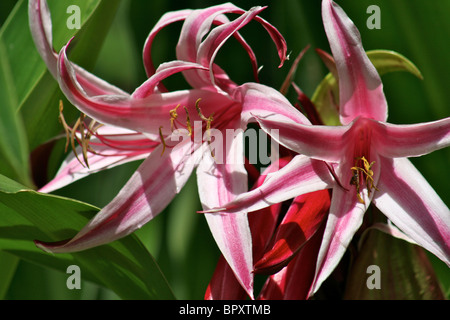 La rosa e bianca a strisce Ragno Gigante Lily (Crinum augustum) nativa per le Seychelles Foto Stock