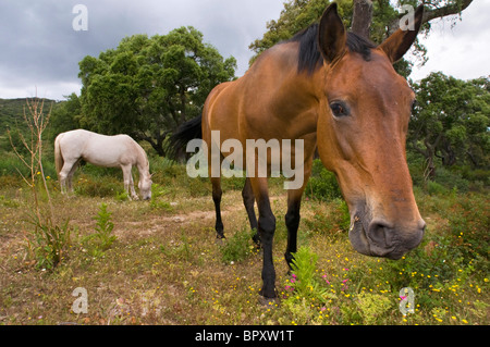 Cavalli domestici (Equus przewalskii f. caballus), un cavallo bianco e un stallone marrone Foto Stock