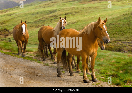 Cavalli domestici (Equus przewalskii f. caballus), cavalli su un percorso , Spagna, Katalonia, Pirenei Foto Stock