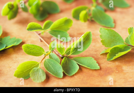 Close up di rametti di verde fresco foglie di molla di Spiraea vanhouttei giacente su chiazzato superficie marrone Foto Stock