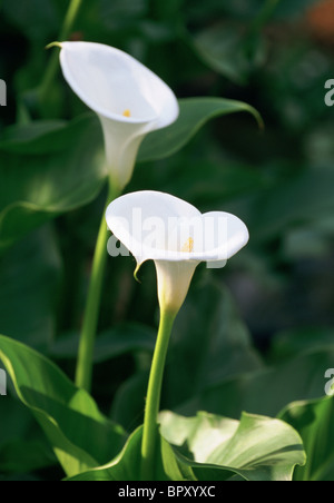Due Calla Lily, Zantedeschia, fiori in un giardino. Foto Stock