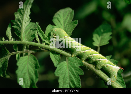 Caterpillar di pomodoro a mangiare una pianta di pomodoro. Foto Stock