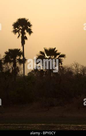 Palme al tramonto, il Parc National de Niokolo-Koba, Senegal Foto Stock