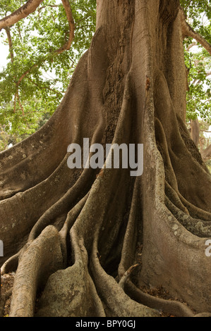 Ebano o Fromager (Ceiba pentandra var. guineensis), M'LOMP, Casamance, Senegal Foto Stock