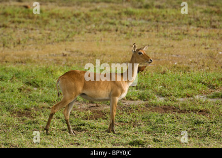 Kob pecora (Kobus kob kob), Parc National de Niokolo-Koba, Senegal Foto Stock