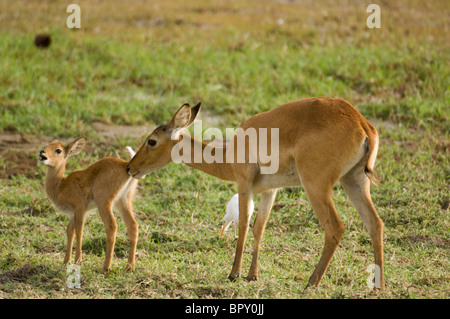 Kob pecora con giovani (Kobus kob kob), Parc National de Niokolo-Koba, Senegal Foto Stock