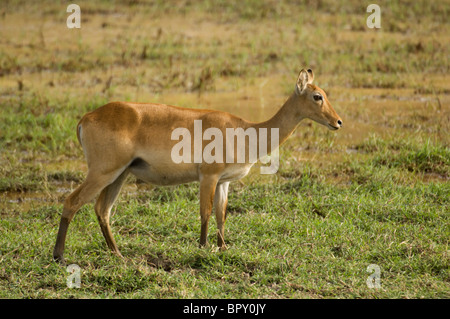 Kob pecora (Kobus kob kob), Parc National de Niokolo-Koba, Senegal Foto Stock