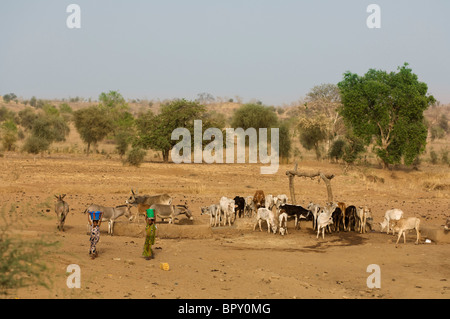 Peul ragazze raccolta di acqua da un pozzo nel nord del Senegal Foto Stock