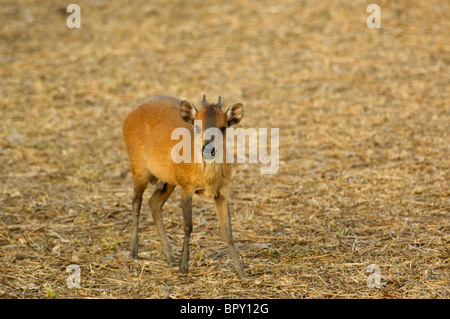 Rosso-fiancheggiata duiker (Cephalophus rufilatus), Parc National de Niokolo-Koba, Senegal Foto Stock