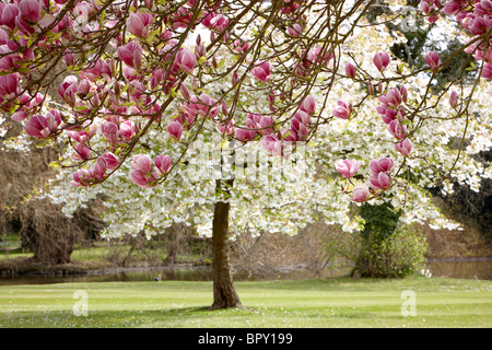 Magnolia fiore bianco fiore a molla Foto Stock