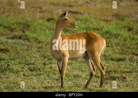 Kob pecora (Kobus kob kob), Parc National de Niokolo-Koba, Senegal Foto Stock