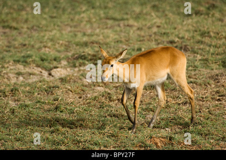 Kob pecora (Kobus kob kob), Parc National de Niokolo-Koba, Senegal Foto Stock