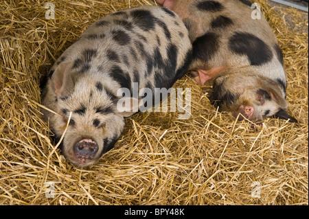 Kune Kune suini addormentato sulla paglia in penna al mercato in Talgarth Powys South Wales UK Foto Stock