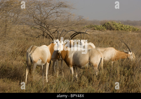 Scimitar-cornuto oryx (Oryx dammah), la Réserve de faune de Guembeul , Senegal Foto Stock