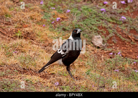 Australian gazza (Gymnorhina tibicen) adulto camminando sulla terra, Queensland, Australia Foto Stock