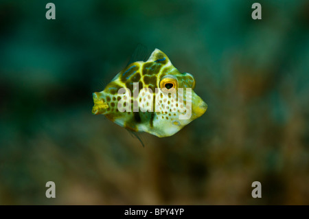 Il novellame di imitare filefish, Yapen, Papua occidentale, in Indonesia. Foto Stock