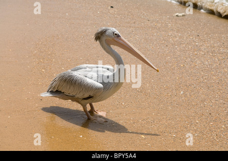 Rosa-backed pelican (Pelicanus rufescens), Saly-Portugal, Petit Côte, Senegal Foto Stock