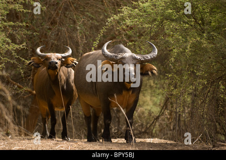 Forest buffalo (Syncerus caffer nanus), la Réserve de Bandia, Senegal Foto Stock