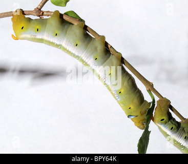 Oleandro Hawkmoth larva Foto Stock