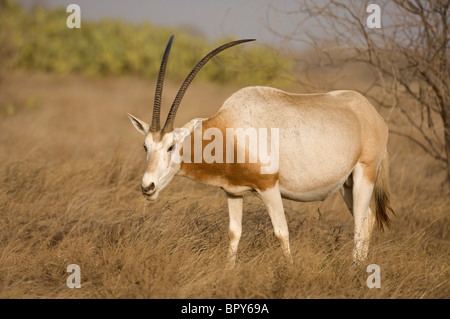 Scimitar-cornuto oryx (Oryx dammah), la Réserve de faune de Guembeul , Senegal Foto Stock