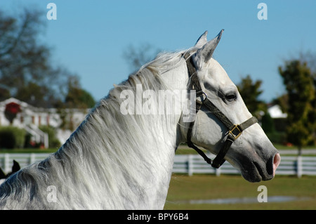 Tennessee passeggiate a cavallo stallone 'delineato in argento' esercita in un pascolo a Bridlewood Farm fibbia campana Tennessee Foto Stock