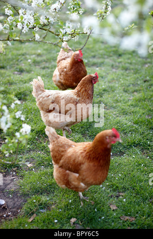 Polli Free-range Free Range campagna felice Foto Stock