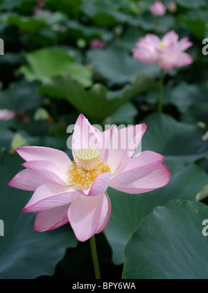 Fiori di loto nel fossato del castello di Akita Akita, City, Giappone. Foto Stock