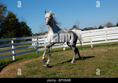 Tennessee passeggiate a cavallo stallone 'delineato in argento' esercita in un pascolo a Bridlewood Farm fibbia campana Tennessee Foto Stock