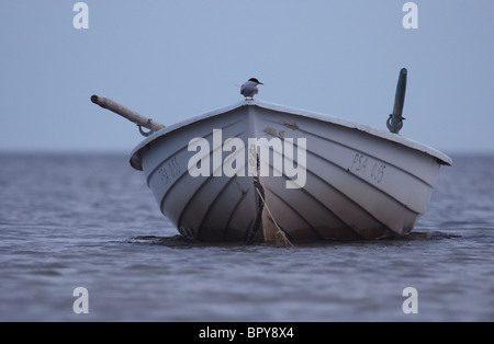 Inaffidabile fisher Foto Stock