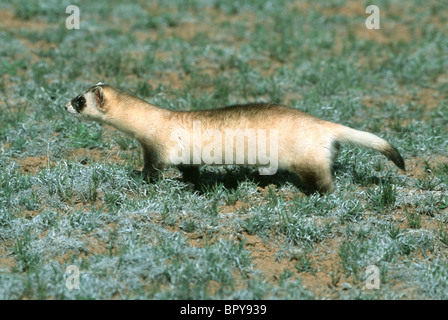 Nero-footed Ferret specie in via di estinzione Foto Stock