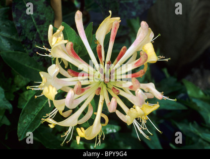 Lonicera periclymenum 'Heaven Scent' caprifoglio profumato giardino di piante vegetali fiore fiori Foto Stock