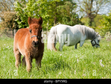 Un pony Shetland mare e il suo color castagno puledro in un prato di erba Foto Stock