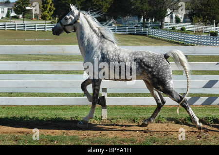 Tennessee passeggiate a cavallo stallone 'delineato in argento' esercita in un pascolo a Bridlewood Farm fibbia campana Tennessee Foto Stock