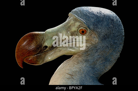 Il bronzo di un dodo bird. Foto Stock