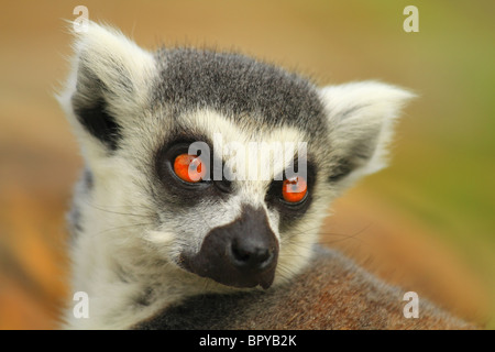 Captive Ring Tailed Lemur (nome latino: Lemur catta), fotografati a Drusilla Park, East Sussex, Inghilterra. Foto Stock