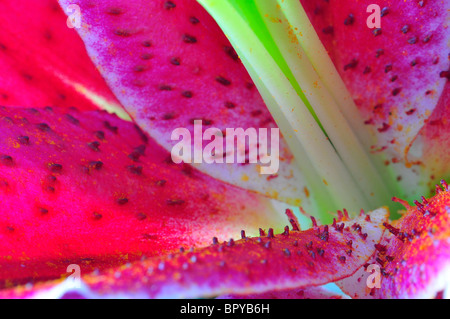 Oriental lily Lilium 'Stargazer' closeup ibrido Foto Stock