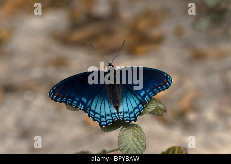 Pezzata di rosso porpora (Limenitis arthemis) Foto Stock