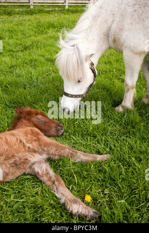 Un pony grigio Shetland mare e il suo giovane castagno colorato di foal dormire in un campo Foto Stock