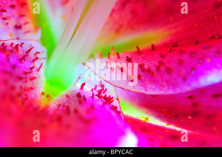 Oriental lily Lilium 'Stargazer' closeup ibrido Foto Stock