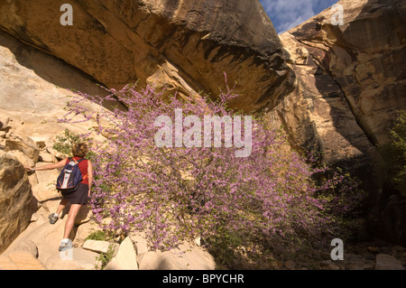 Nevada, area di Las Vegas Red Rock Canyon National Conservation Area, modello rilasciato donna e albero in fiore Foto Stock