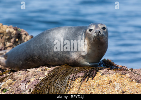 Giovani Atlantico guarnizione grigia Halichoerus grypus Isole Scilly Foto Stock