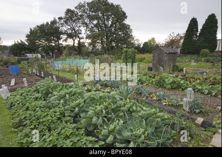 Produrre cresce su appezzamenti. Foto Stock