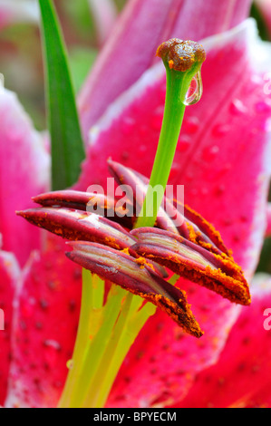 Oriental lily Lilium 'Stargazer' closeup ibrido Foto Stock