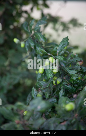 Green ghiande che cresce su un albero di quercia Hampshire Inghilterra, Regno Unito. Foto Stock