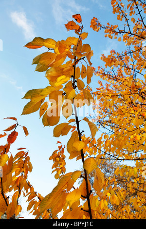 Vivacemente colorato Foglie di autunno contro un cielo blu